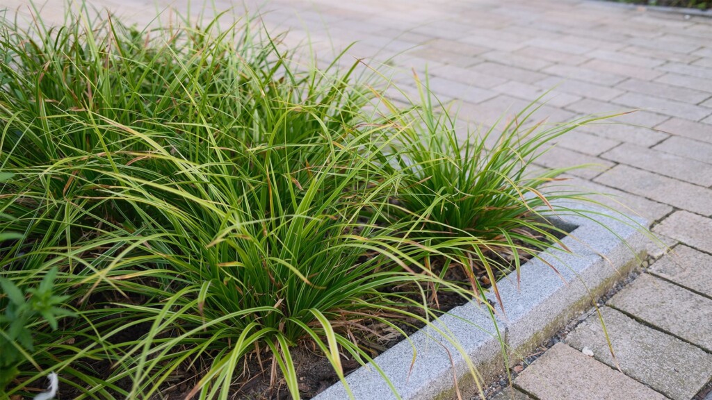 Stationsstraat Tilburg perk met groene planten close-up