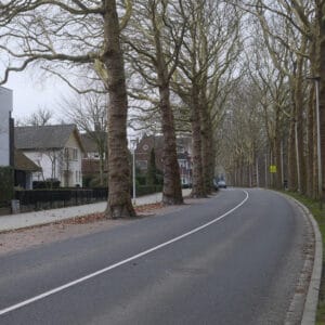 Zuidzijde Zoom weg met grote bomen vierkant